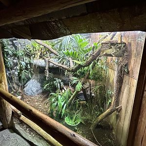 Weber’s Sailfin Lizard