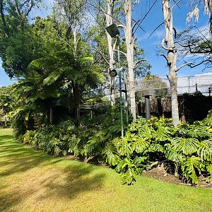 Tamarin aerial pathway