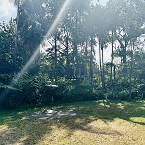 Colobus aerial pathway