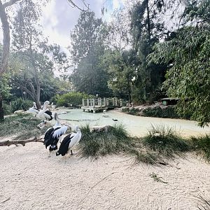 Australian pelican/Cape Barren goose enclosure