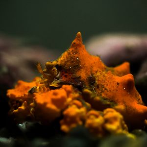 Puget Sound King Crab (Juvenile)