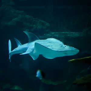 Bowmouth Guitarfish