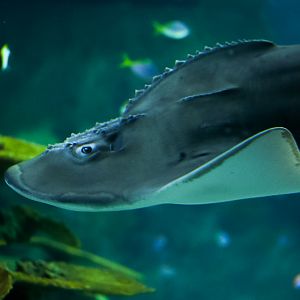 Bowmouth Guitarfish