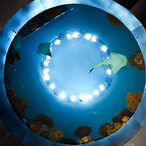 'The Reef' Oculus Window