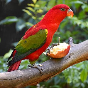 Chattering Lory
