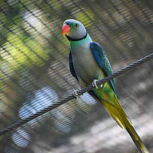 Malabar Parakeet
