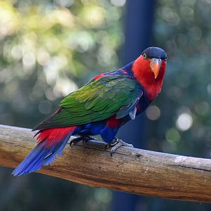 Black-capped Lory