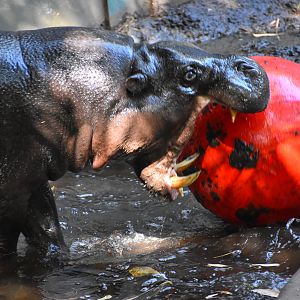 Pygmy Hippo with ball