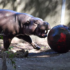 Pygmy Hippo with ball