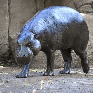 Pygmy Hippo