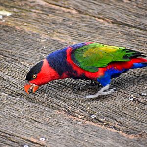 Black-capped Lory
