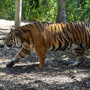 Sumatran Tiger - male Kembali