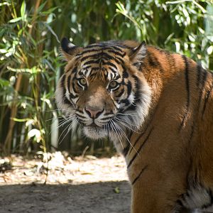 Sumatran Tiger - male Kembali