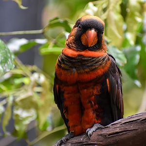 Dusky Lory