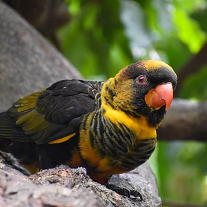 Dusky Lory