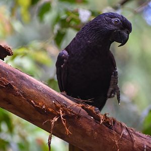 Black Lory
