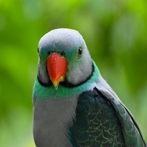 Malabar Parakeet