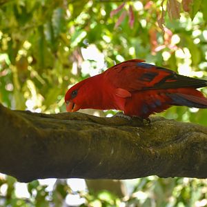 Red Lory