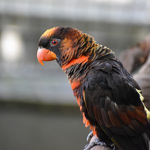Dusky Lory