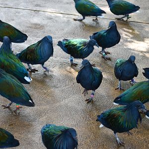 Nicobar Pigeon flock