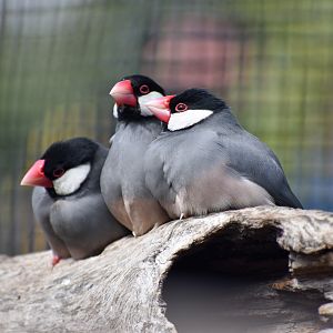 Java Sparrows