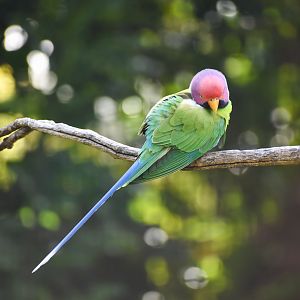 Plum-headed Parakeet