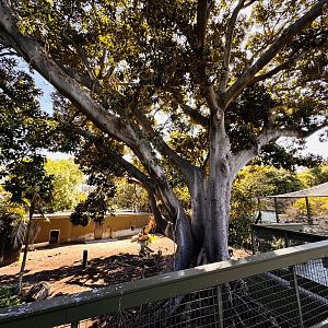 Dusky Langur/Malayan Tapir enclosure