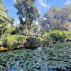 White-cheeked Gibbon enclosure