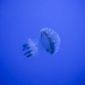 Spotted Lagoon Jelly