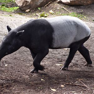 Malayan Tapir