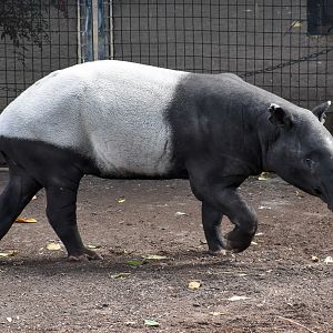 Malayan Tapir