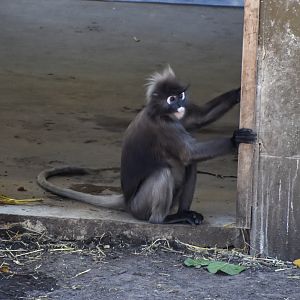 Dusky Langur