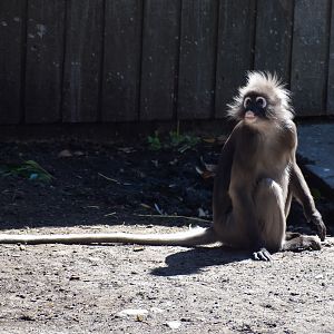 Dusky Langur