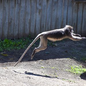 Dusky Langur