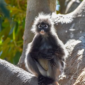 Dusky Langur