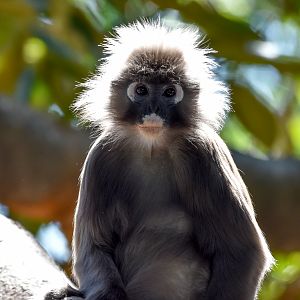 Dusky Langur