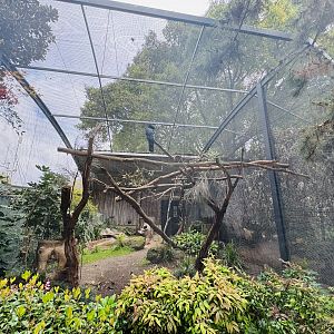 Palm cockatoo aviary