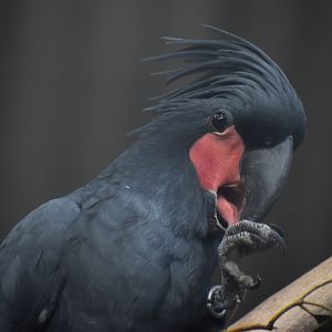 Palm Cockatoo