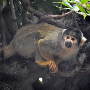 Bolivian Squirrel Monkey
