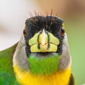 Fire-tufted Barbet (Psilopogon Pyrolophus)