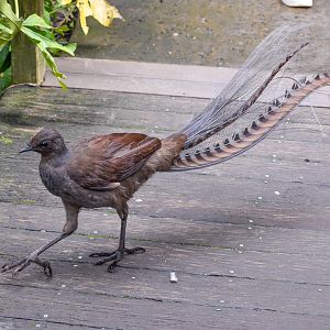 Superb Lyrebird