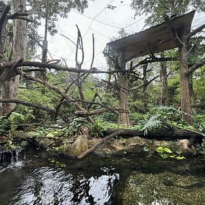 Proboscis Monkey Exhibit