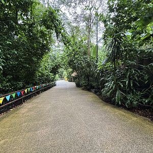 Typical Jungle Path