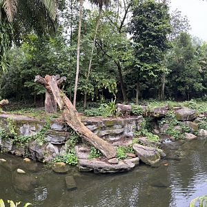 Malayan Tiger Exhibit