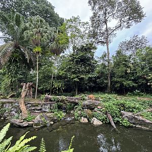 Malayan Tiger Exhibit