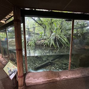 Chinese Alligator Exhibit