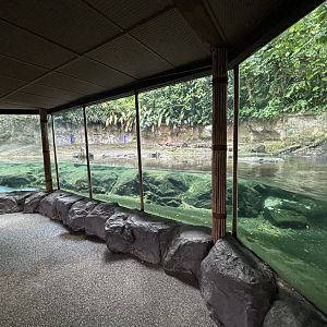 Pygmy Hippo Exhibit