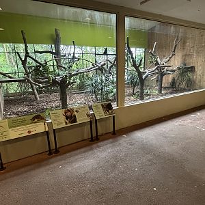 Goodfellow’s Tree Kangaroo Exhibit