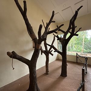 Goodfellow’s Tree Kangaroo Presentation Area