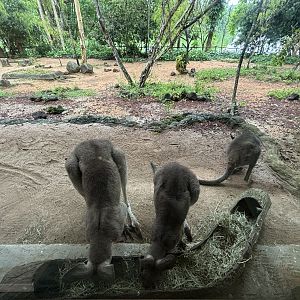 Eastern Grey Kangaroo + Red-necked Wallaby Exhibit